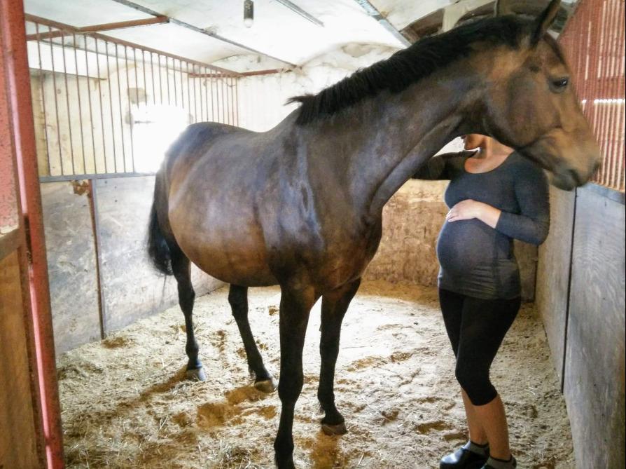 Dansk Varmblod Remember Me By Friis SOLGT billede 10