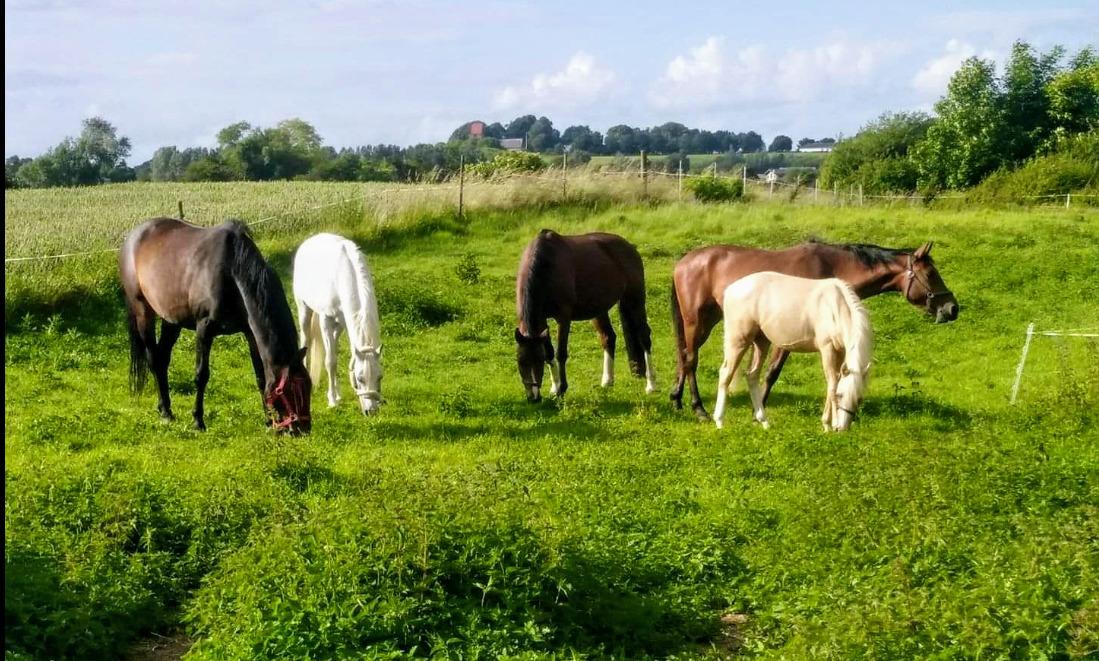 Dansk Varmblod Remember Me By Friis SOLGT billede 11