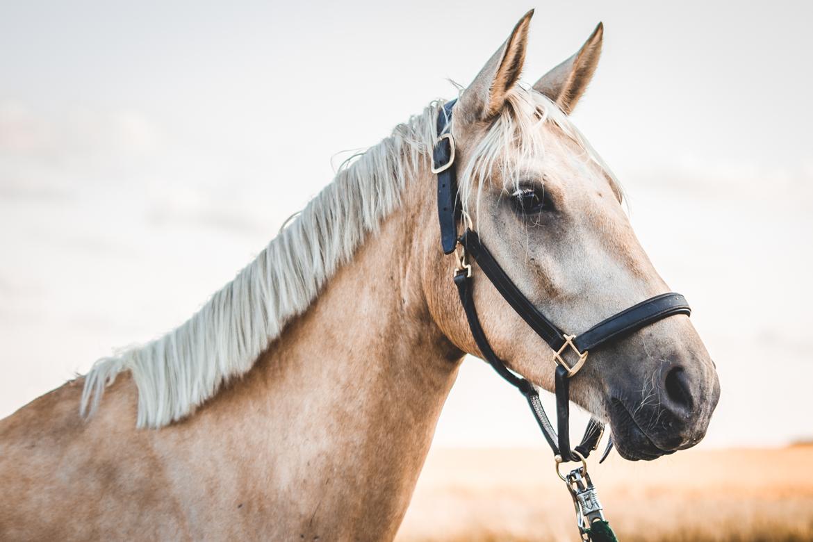 Palomino Trollelys Hemera billede 1