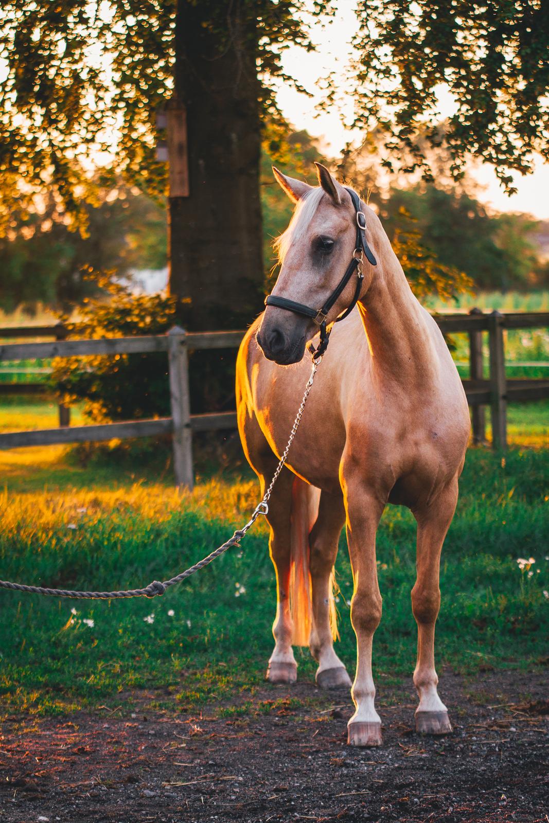 Palomino Trollelys Hemera billede 3
