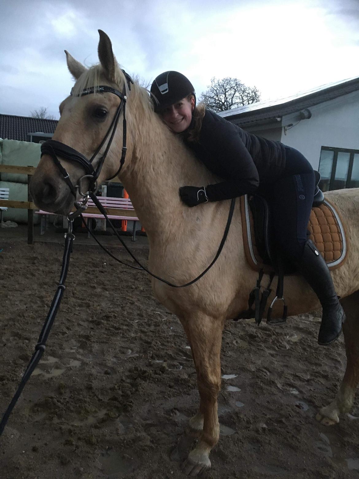 Palomino Trollelys Hemera - Første gang på ryggen af stjernehesten!  billede 14