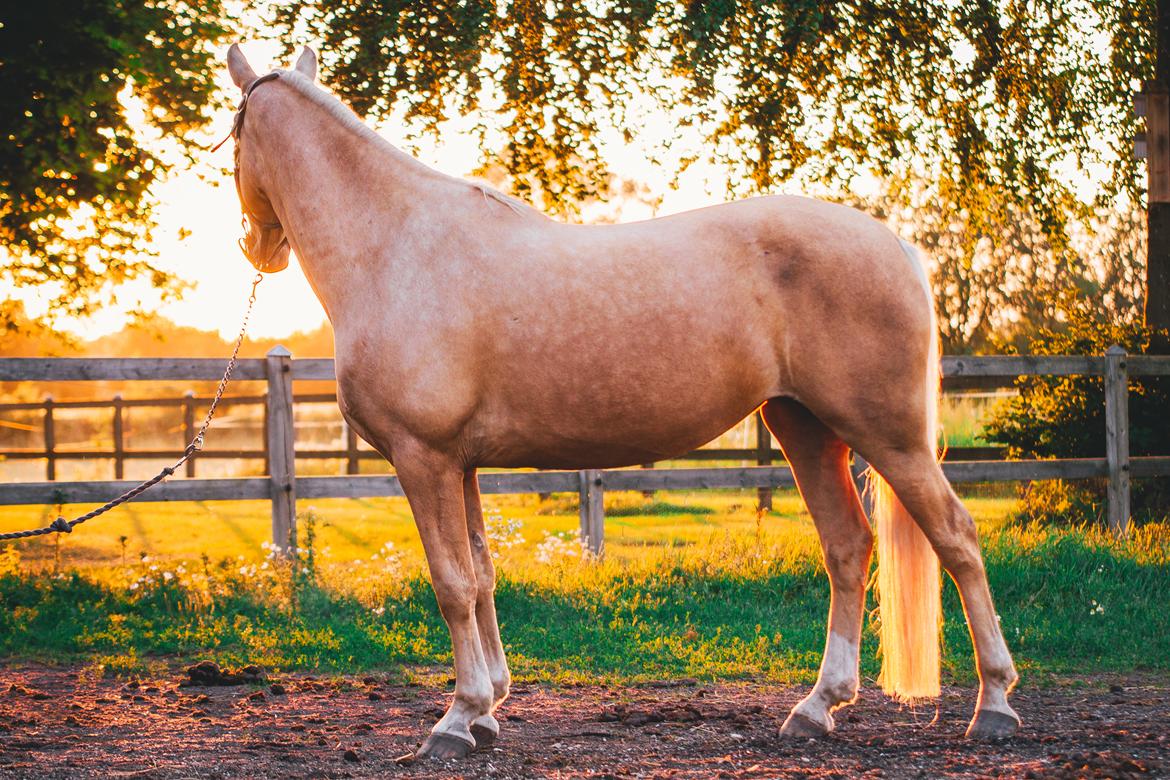 Palomino Trollelys Hemera billede 5