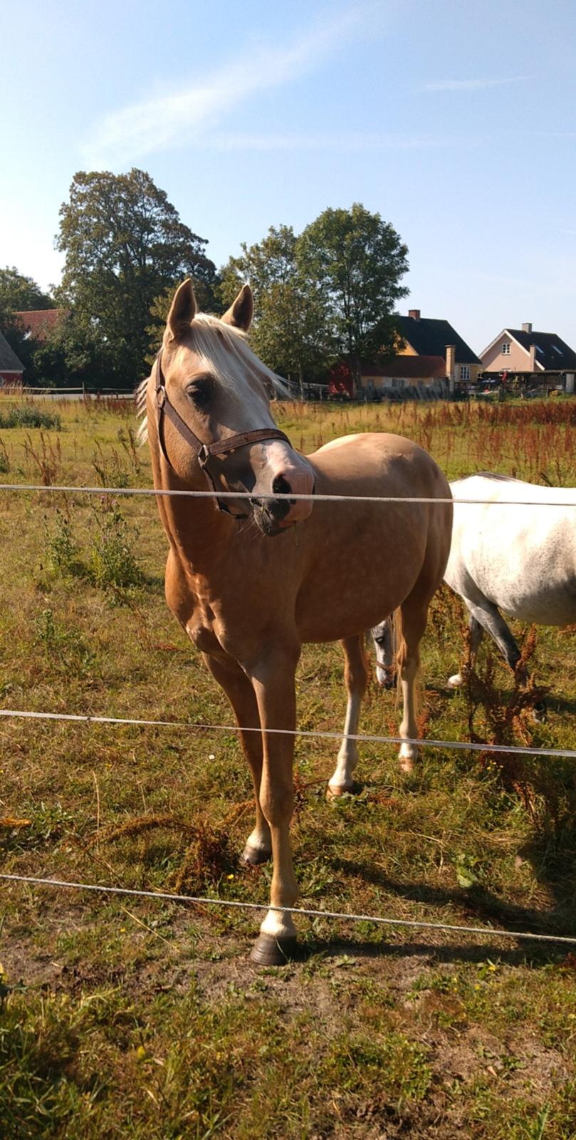 Welsh Partbred (Sec F) Mosedalens Amazing Gold (Gulddreng) billede 13