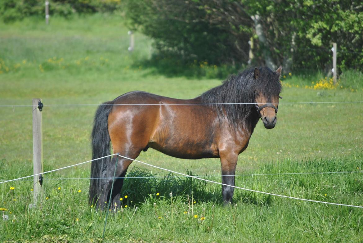 Dartmoor Skovlyets Dario Z billede 15