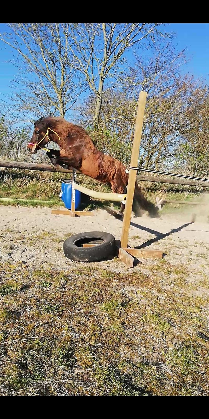 Islænder Sefja fra nørre djurs billede 1