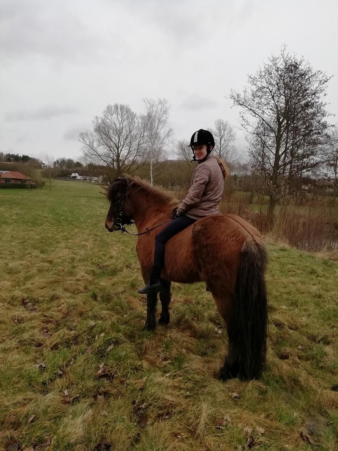 Islænder Sefja fra nørre djurs billede 2