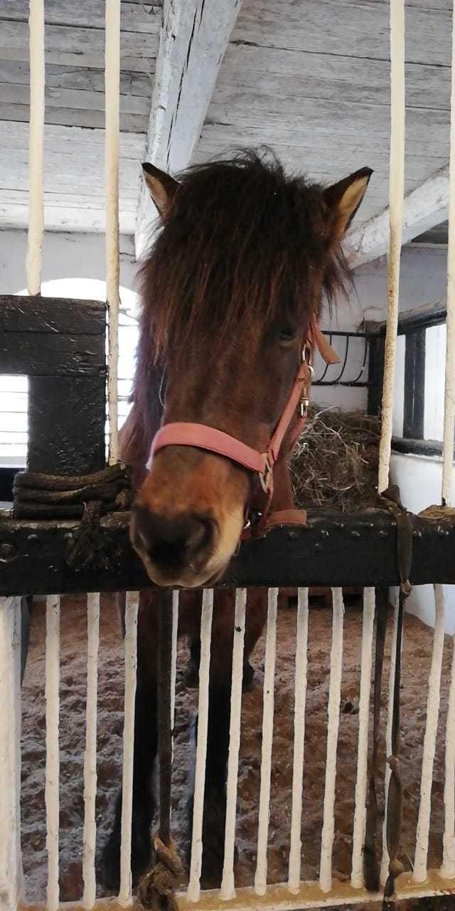 Islænder Sefja fra nørre djurs billede 3