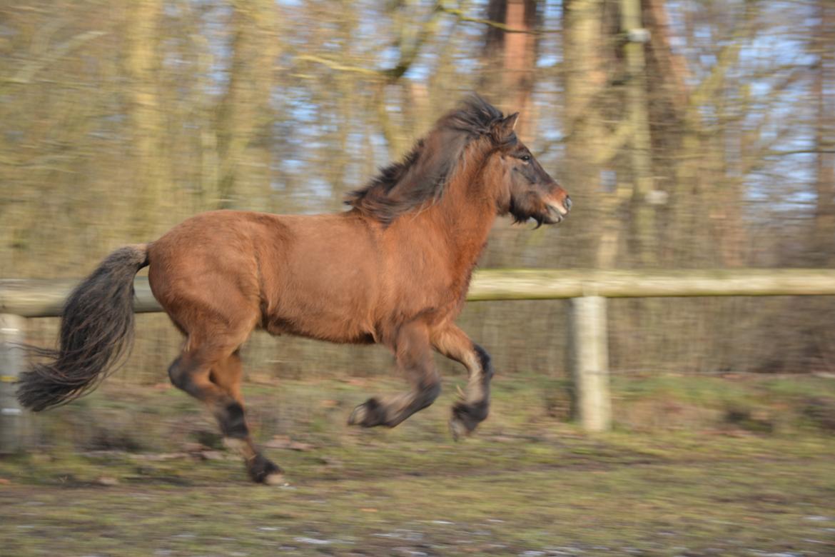 Islænder Sefja fra nørre djurs billede 4