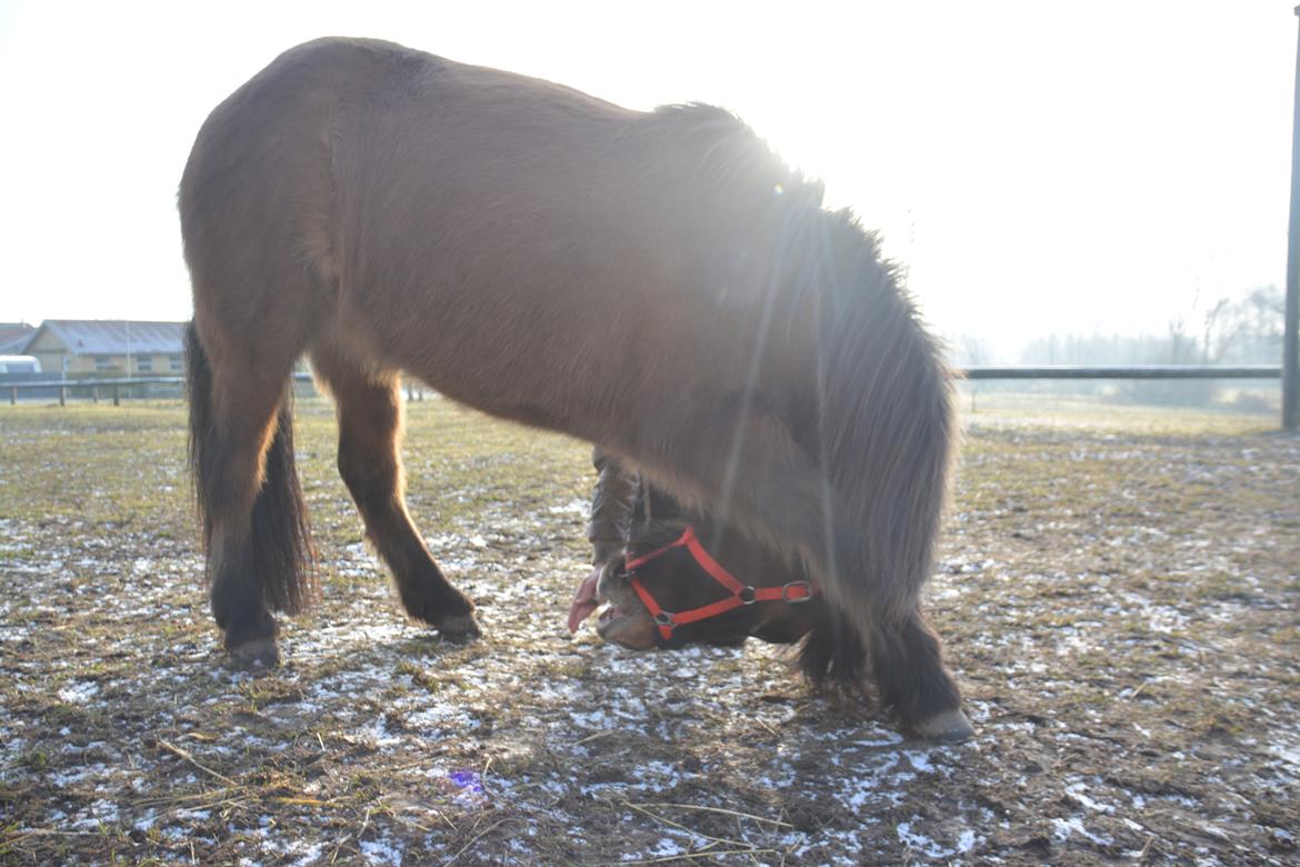 Islænder Sefja fra nørre djurs billede 5