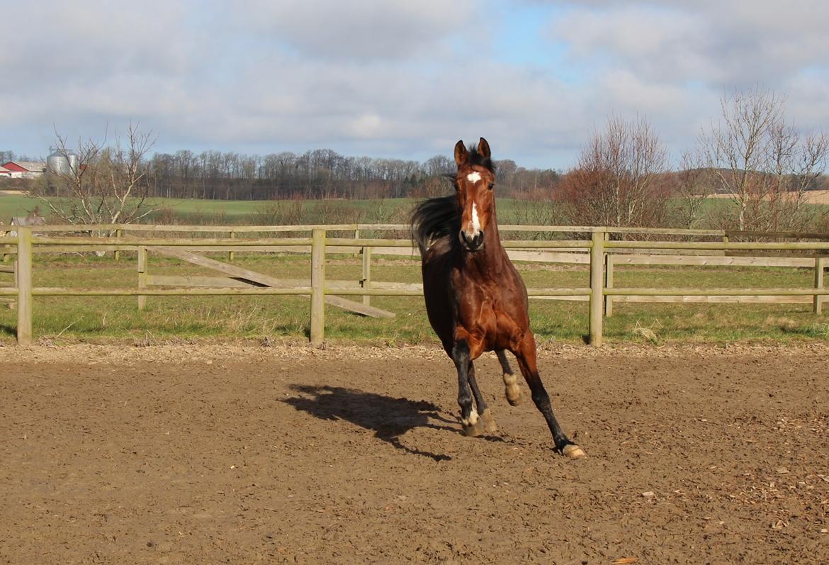 Traver Tijex Coyote billede 10