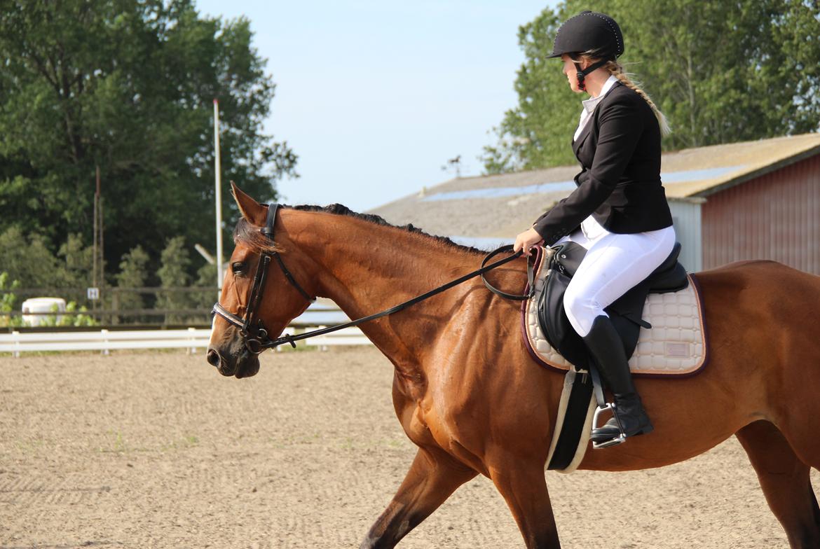 Traver Tijex Coyote billede 12