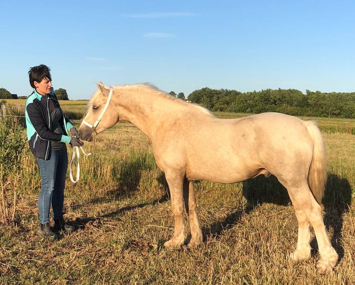 Welsh Cob (sec D) Mr Robino billede 1