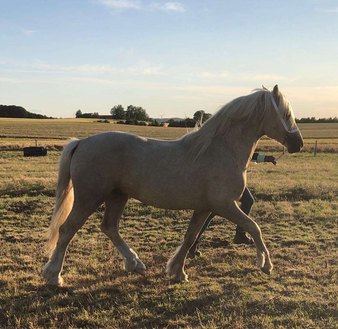 Welsh Cob (sec D) Mr Robino billede 3