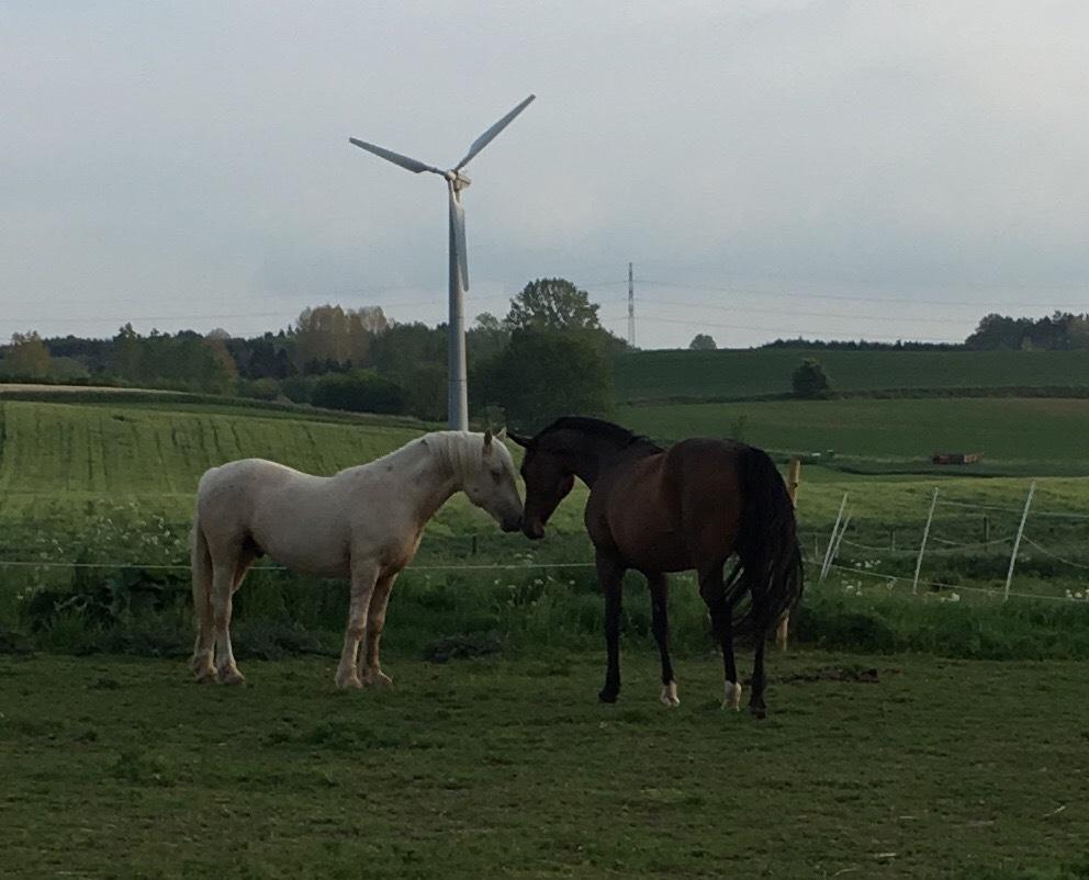 Welsh Cob (sec D) Mr Robino billede 4