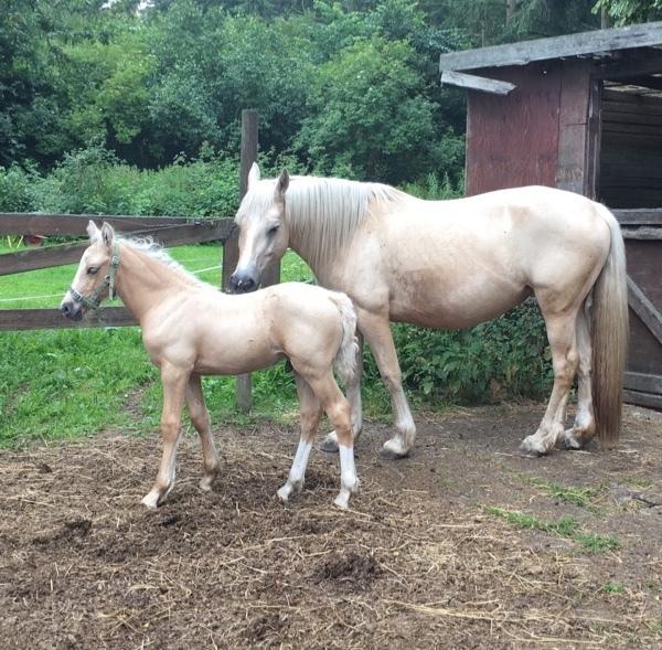 Welsh Cob (sec D) Mr Robino billede 5