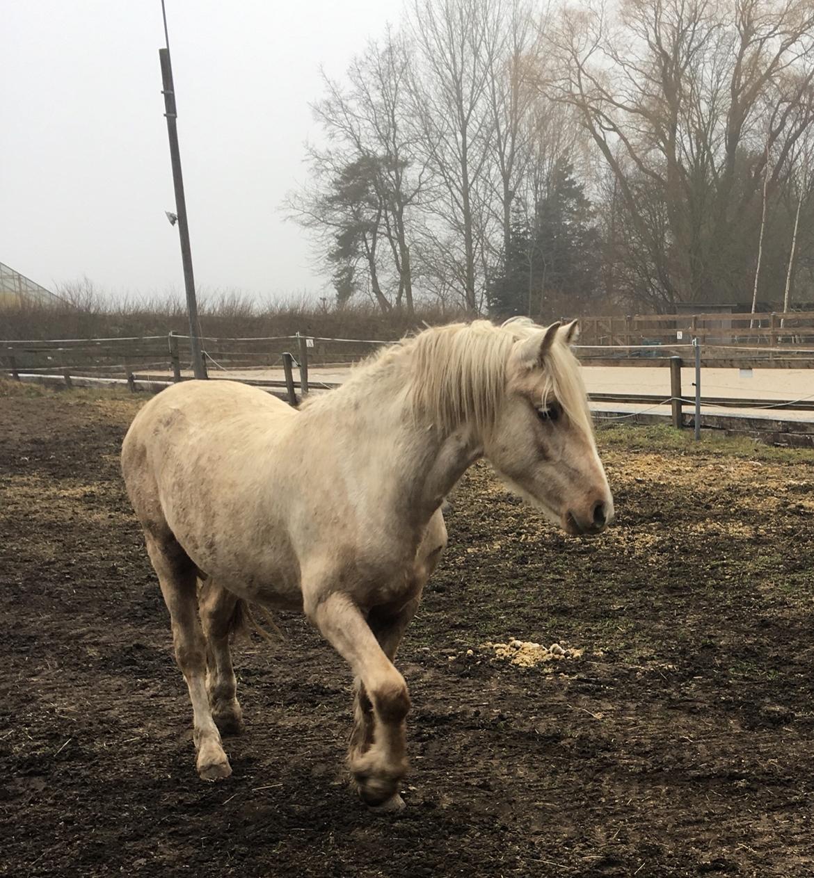 Welsh Cob (sec D) Mr Robino billede 6