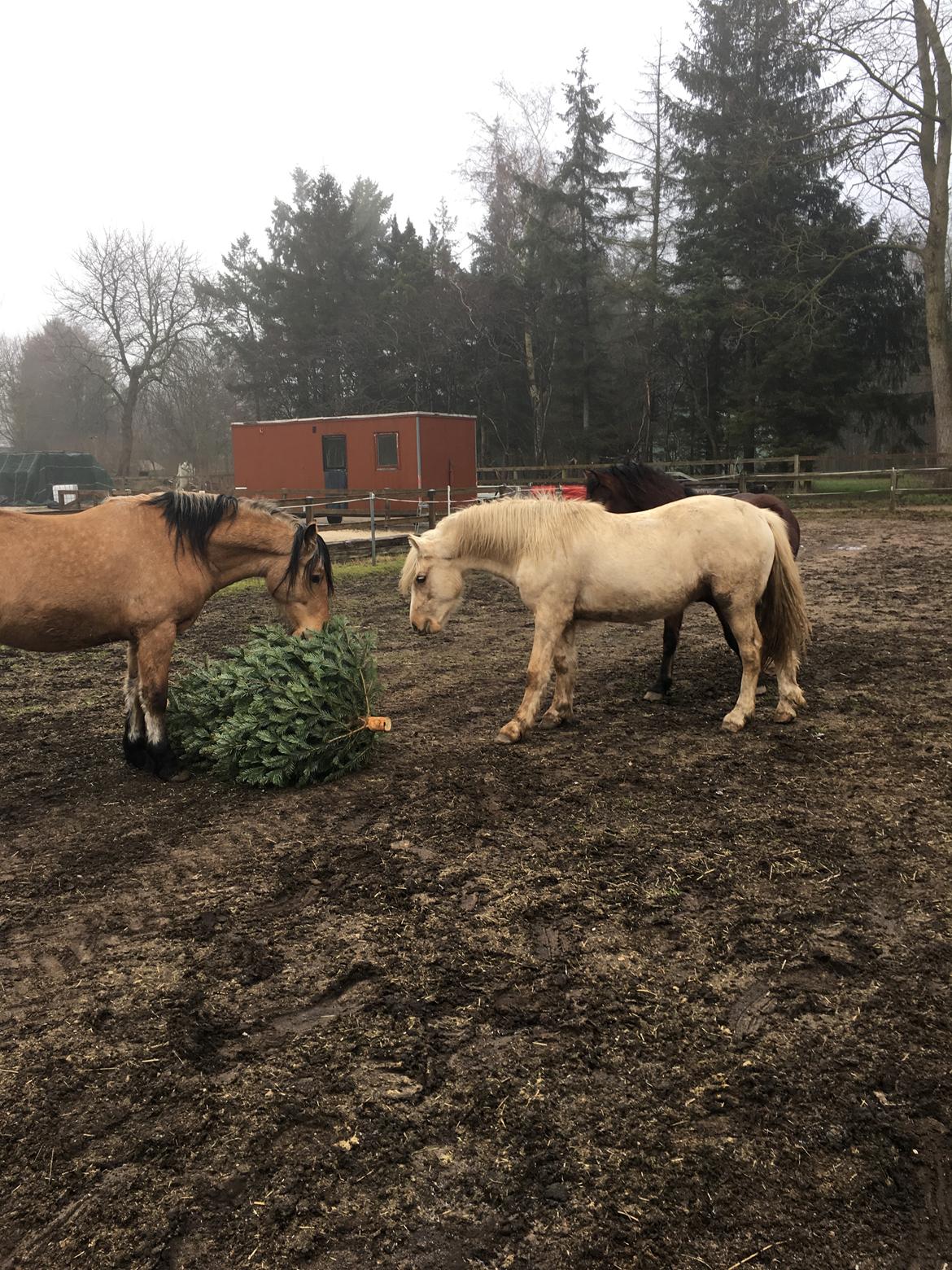 Welsh Cob (sec D) Mr Robino billede 7