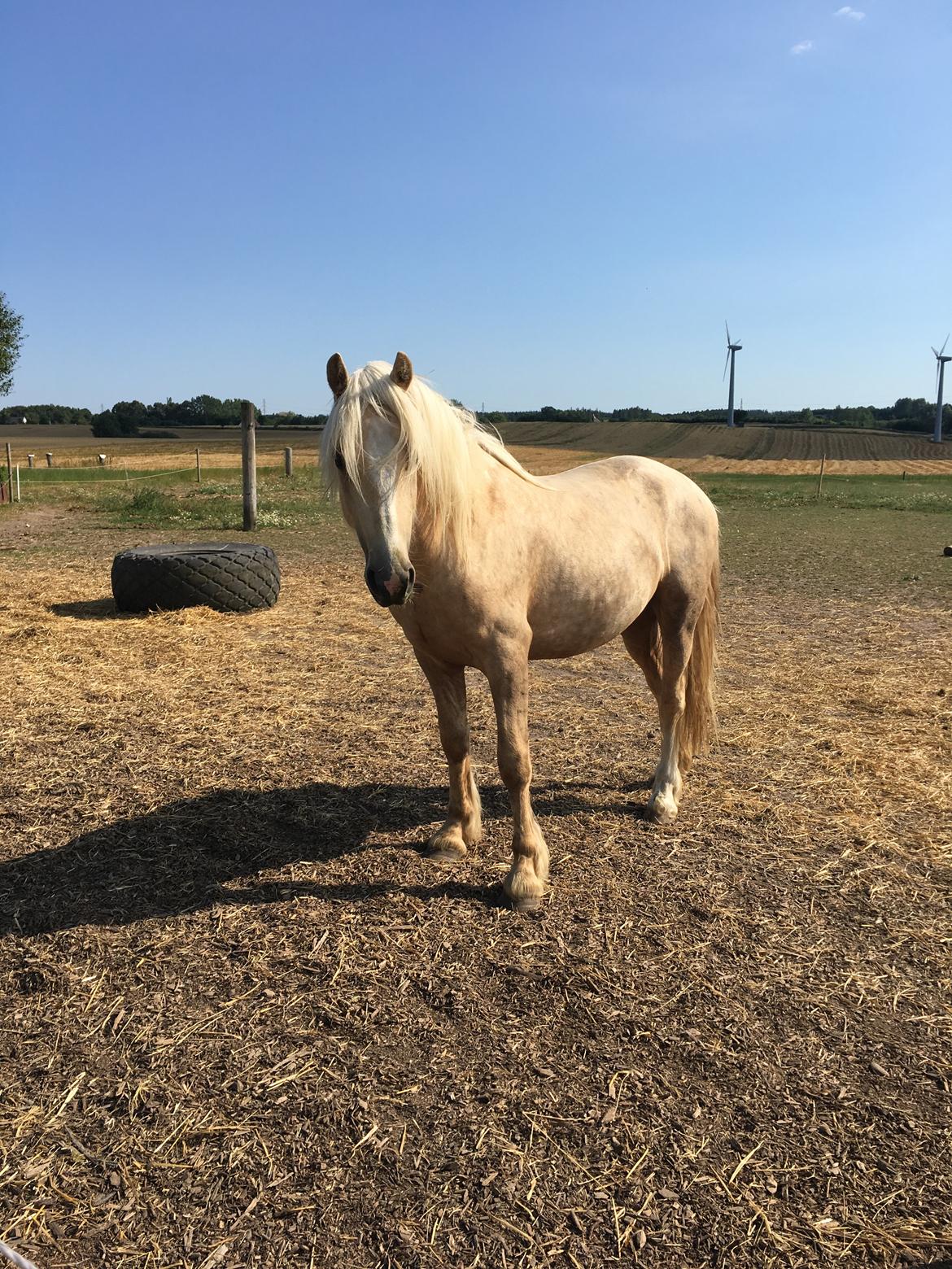 Welsh Cob (sec D) Mr Robino billede 8