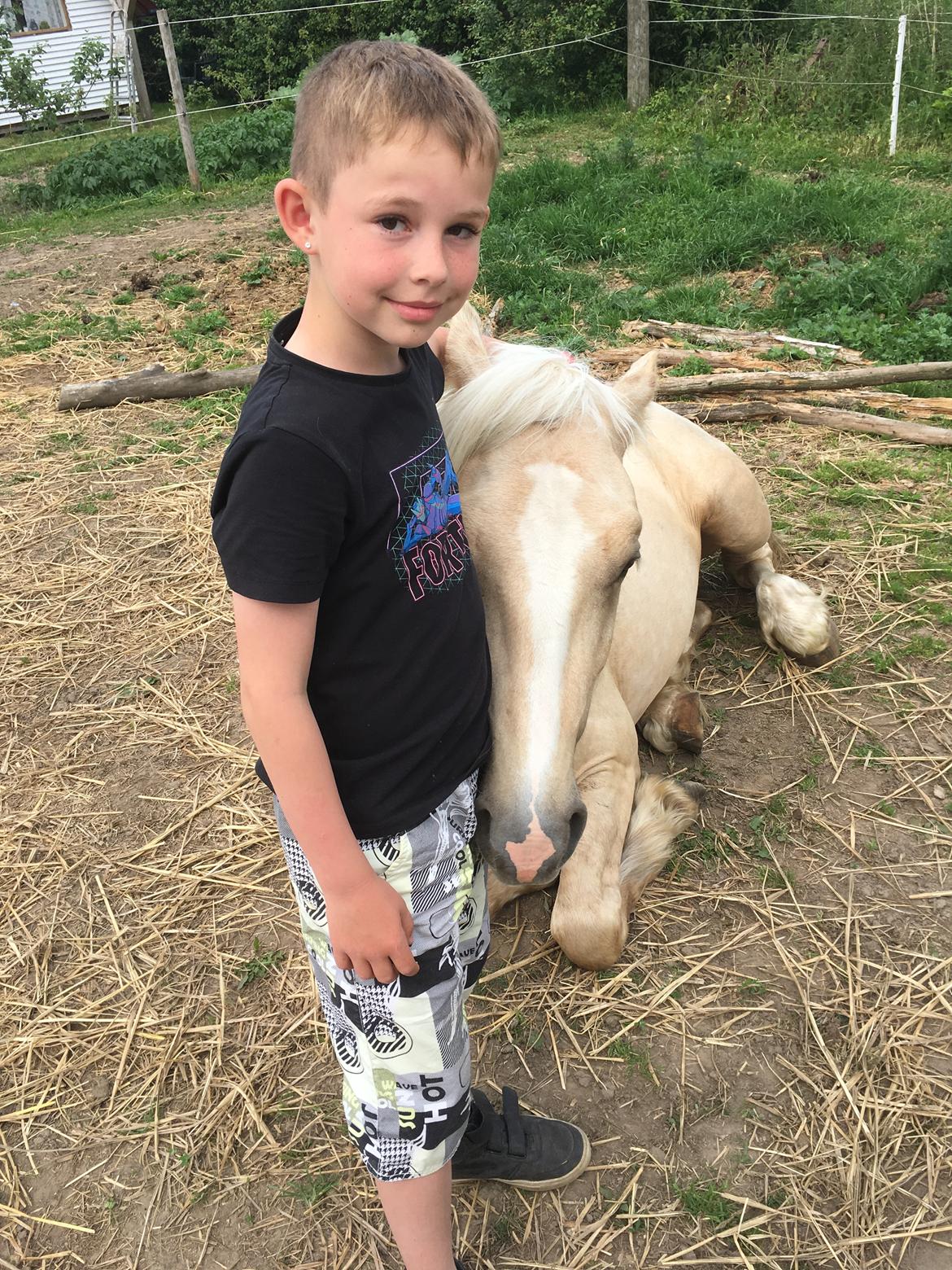 Welsh Cob (sec D) Mr Robino billede 9