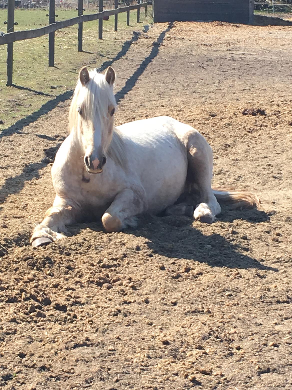 Welsh Cob (sec D) Mr Robino billede 10