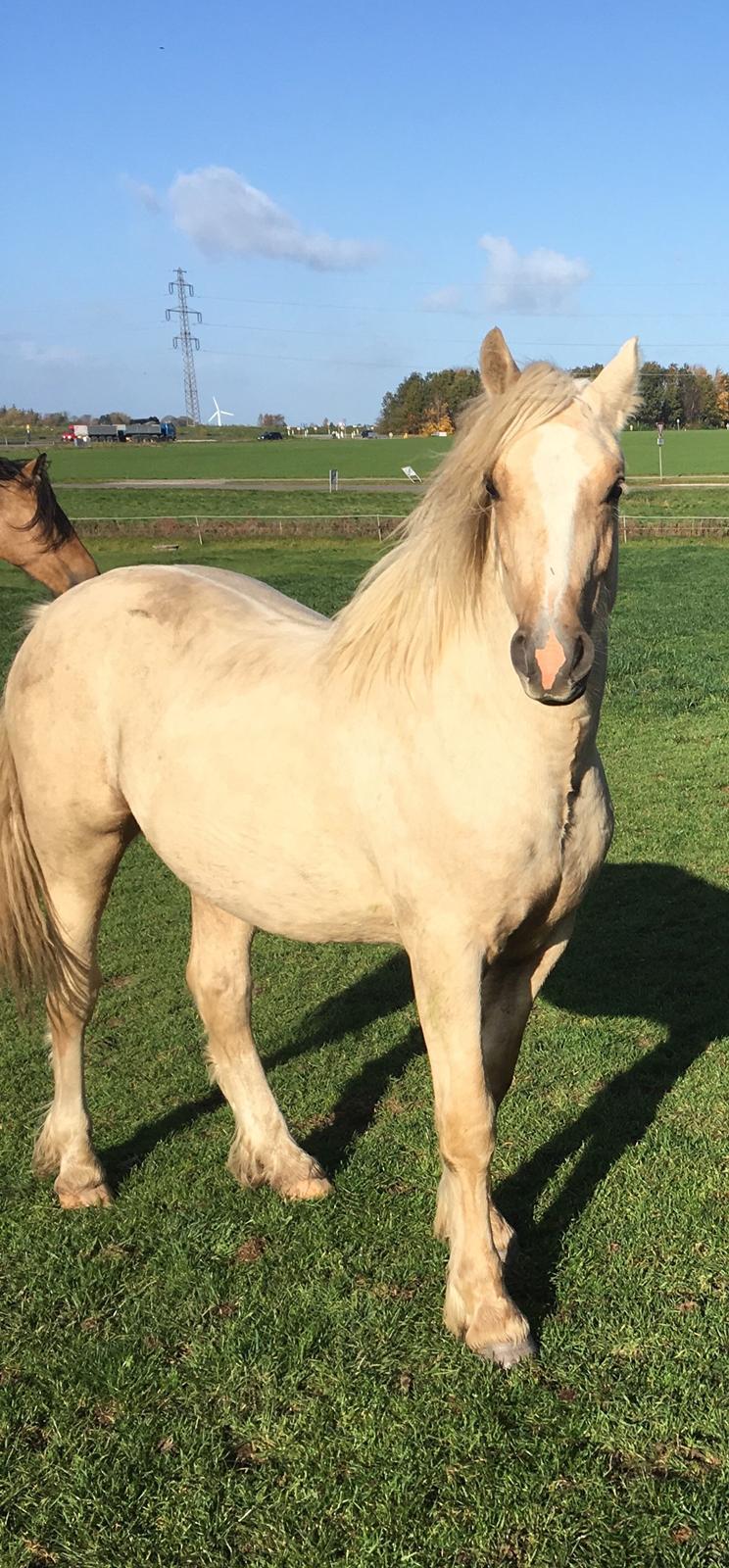 Welsh Cob (sec D) Mr Robino billede 11