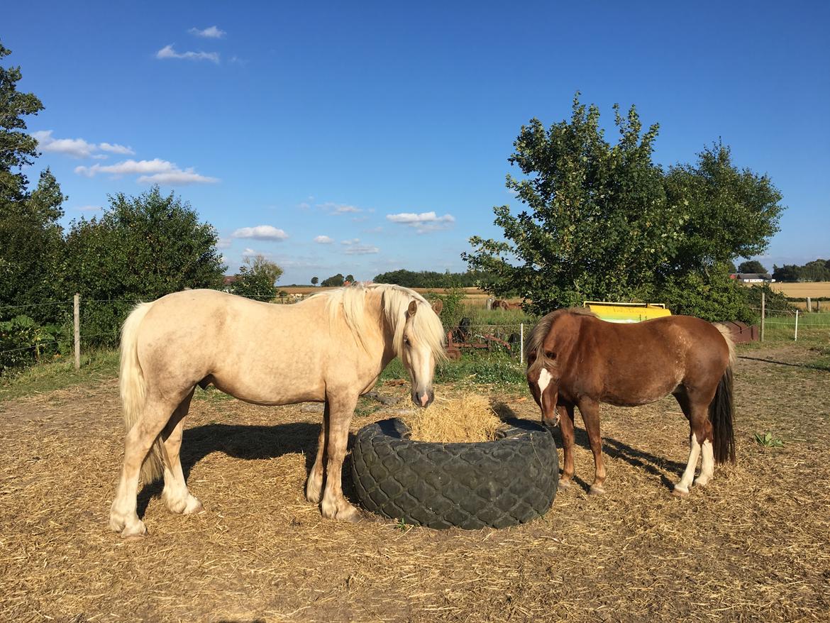Welsh Cob (sec D) Mr Robino billede 12