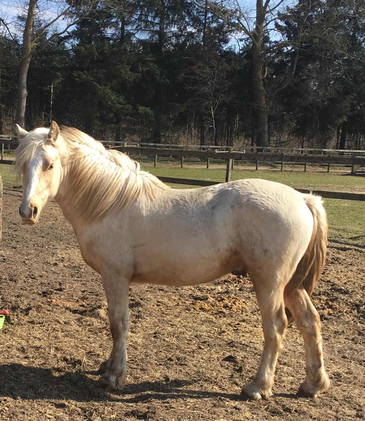 Welsh Cob (sec D) Mr Robino billede 13
