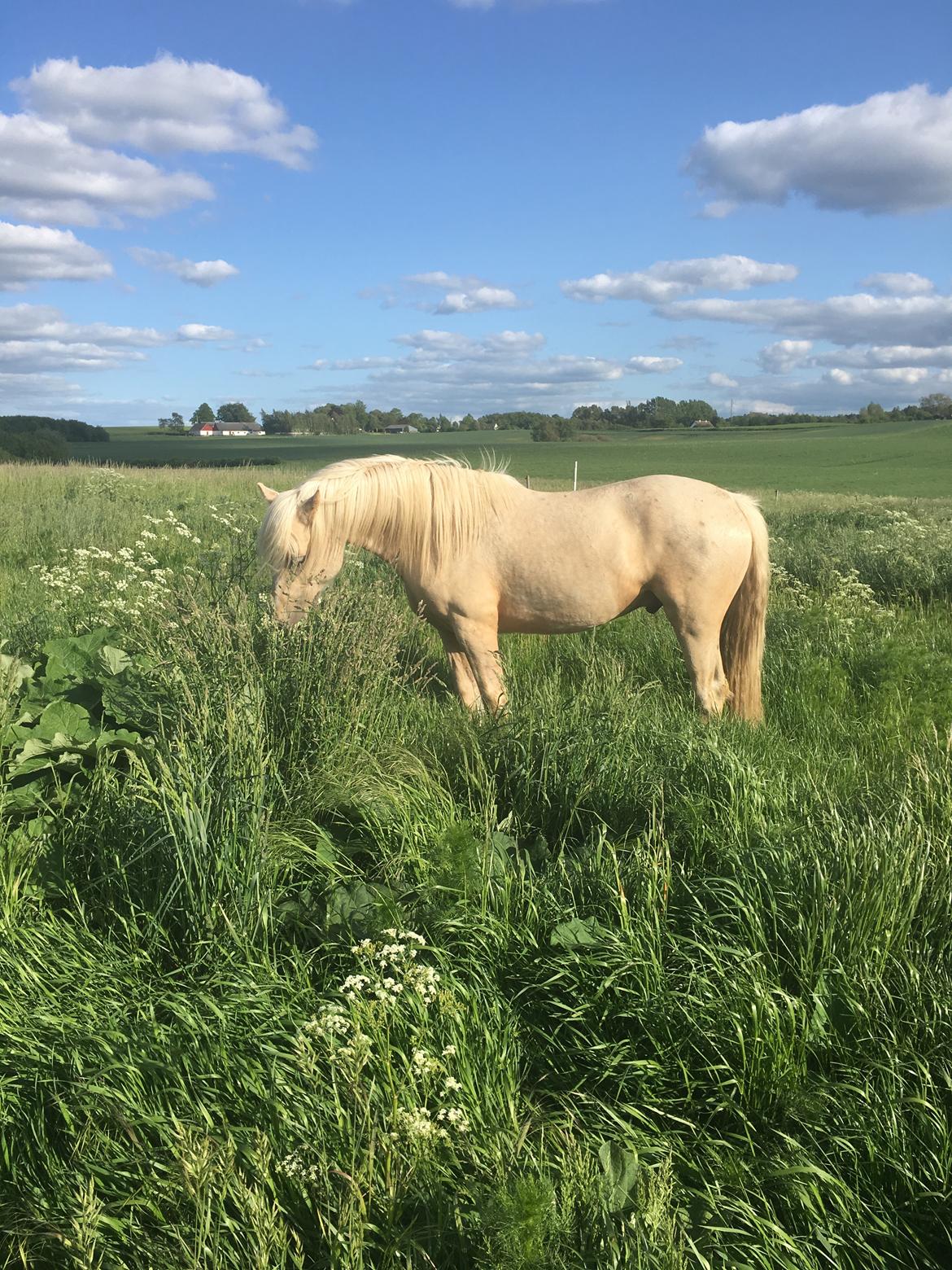 Welsh Cob (sec D) Mr Robino billede 15