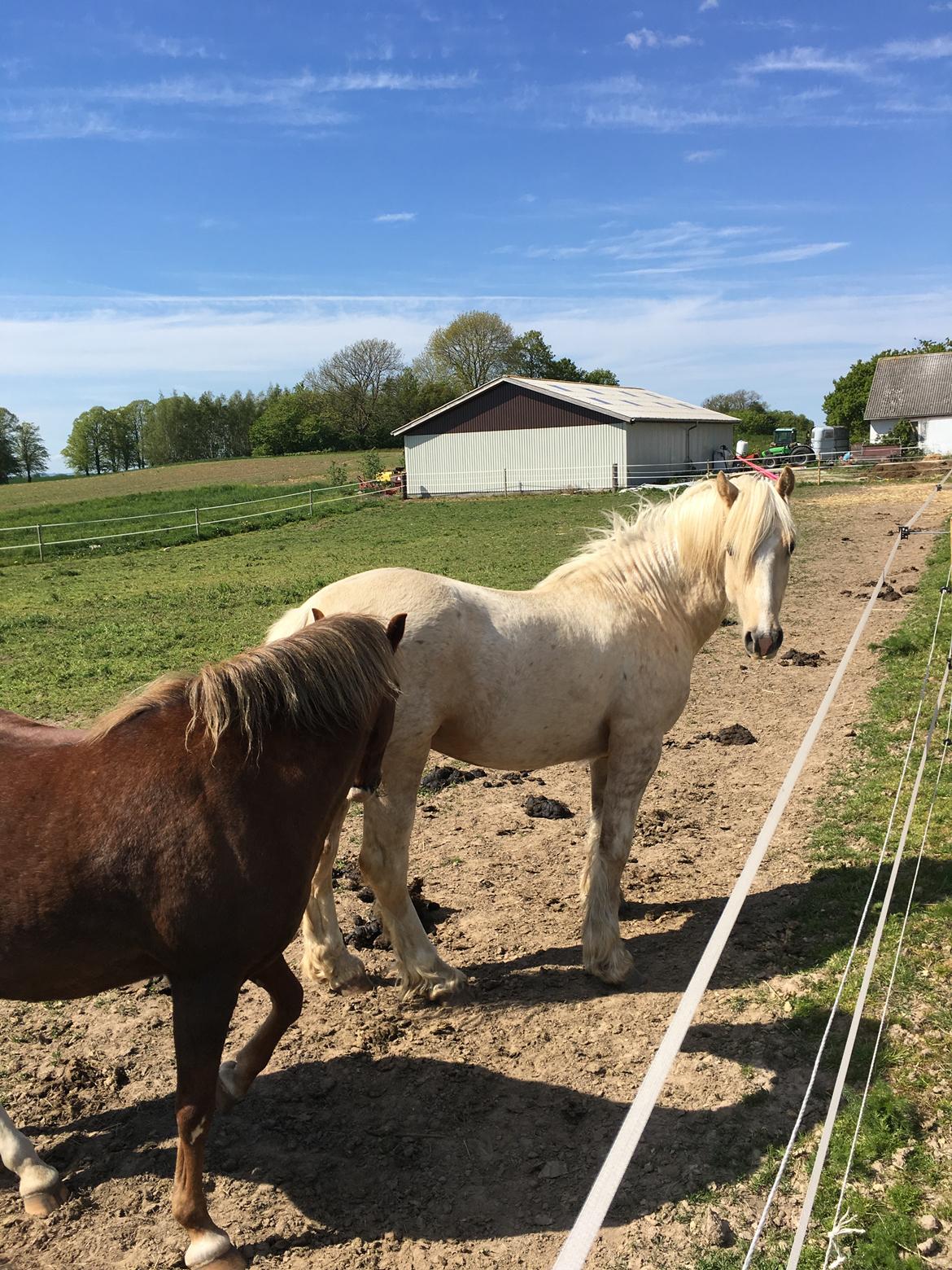 Welsh Cob (sec D) Mr Robino billede 16