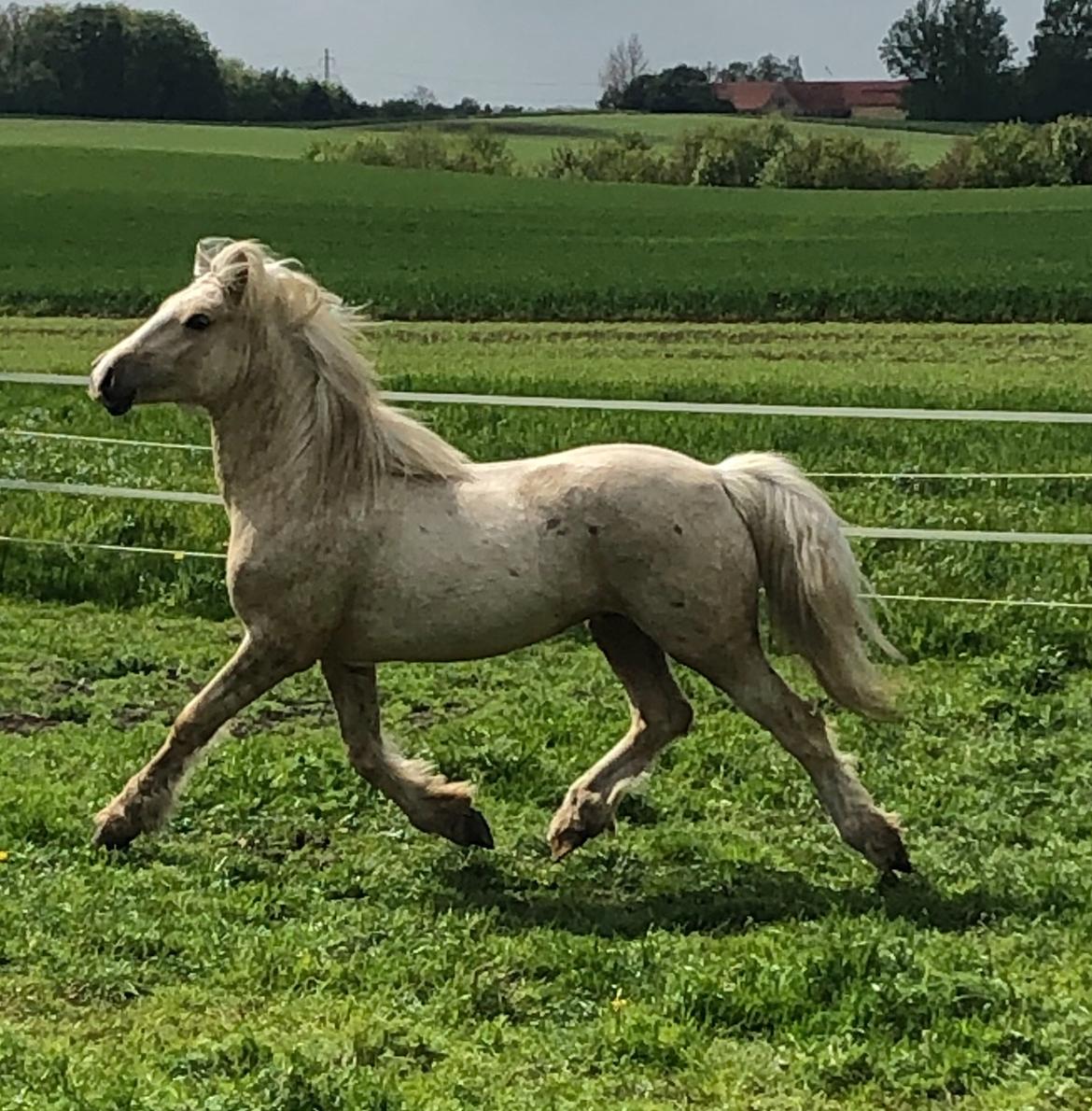Welsh Cob (sec D) Mr Robino billede 17