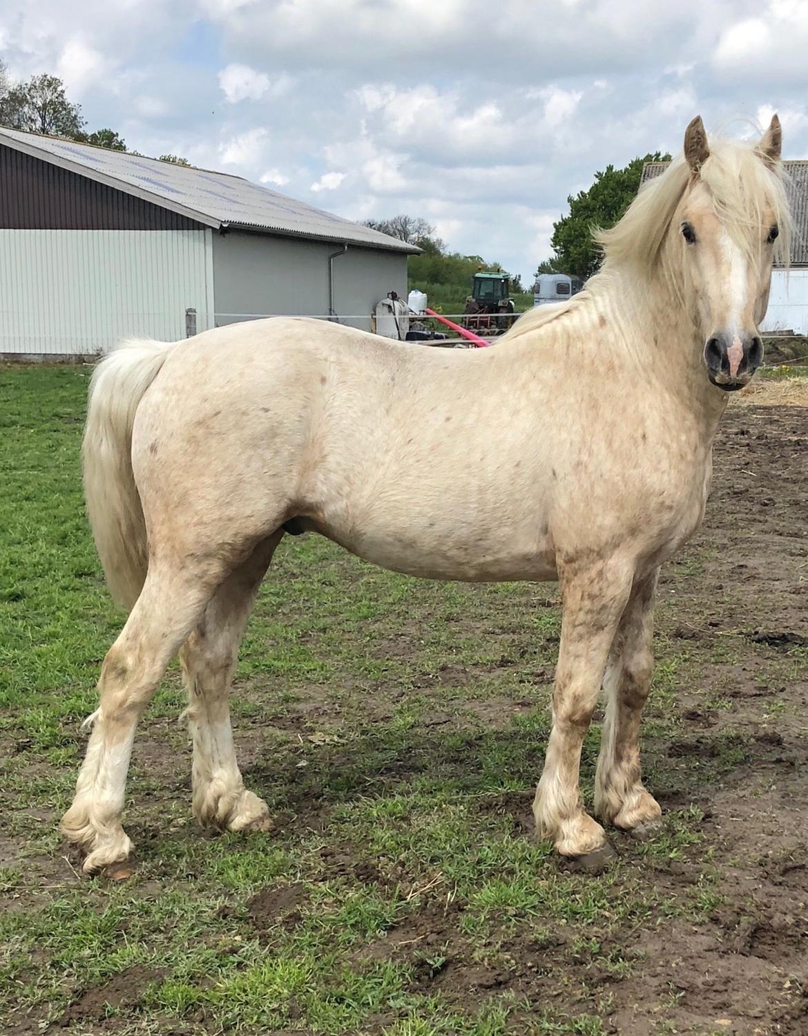 Welsh Cob (sec D) Mr Robino billede 18