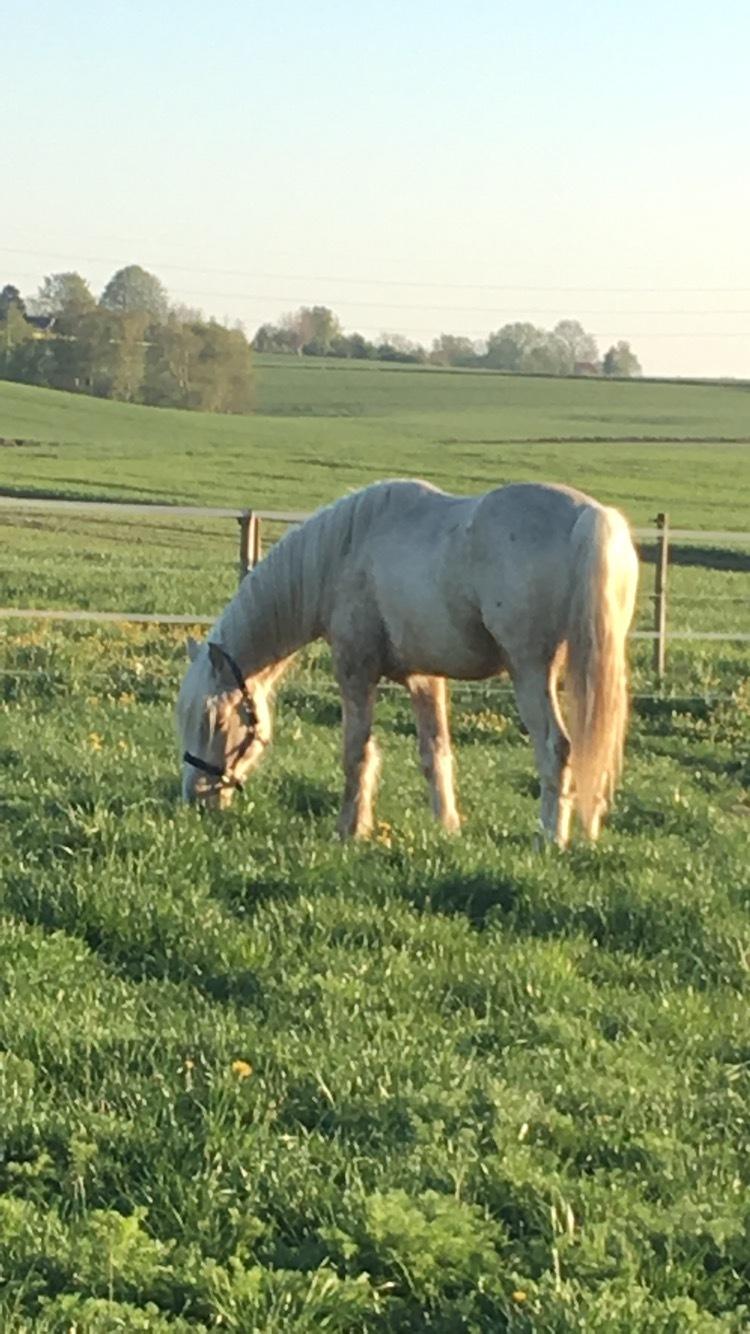 Welsh Cob (sec D) Mr Robino billede 19