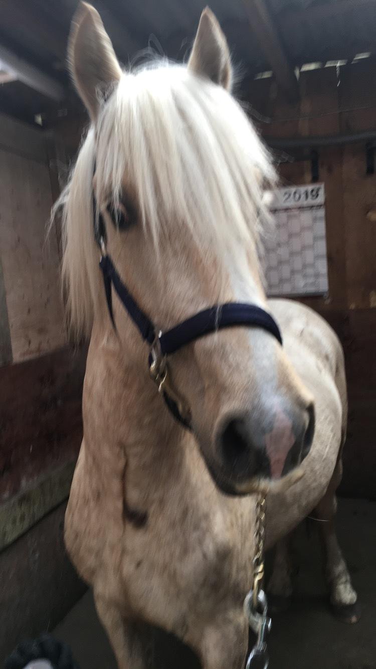 Welsh Cob (sec D) Mr Robino billede 20