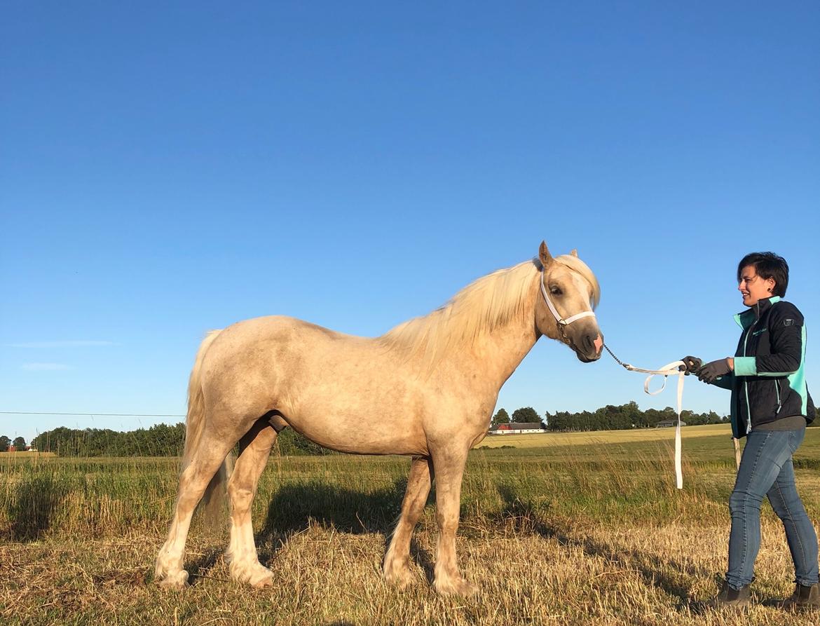 Welsh Cob (sec D) Mr Robino billede 2