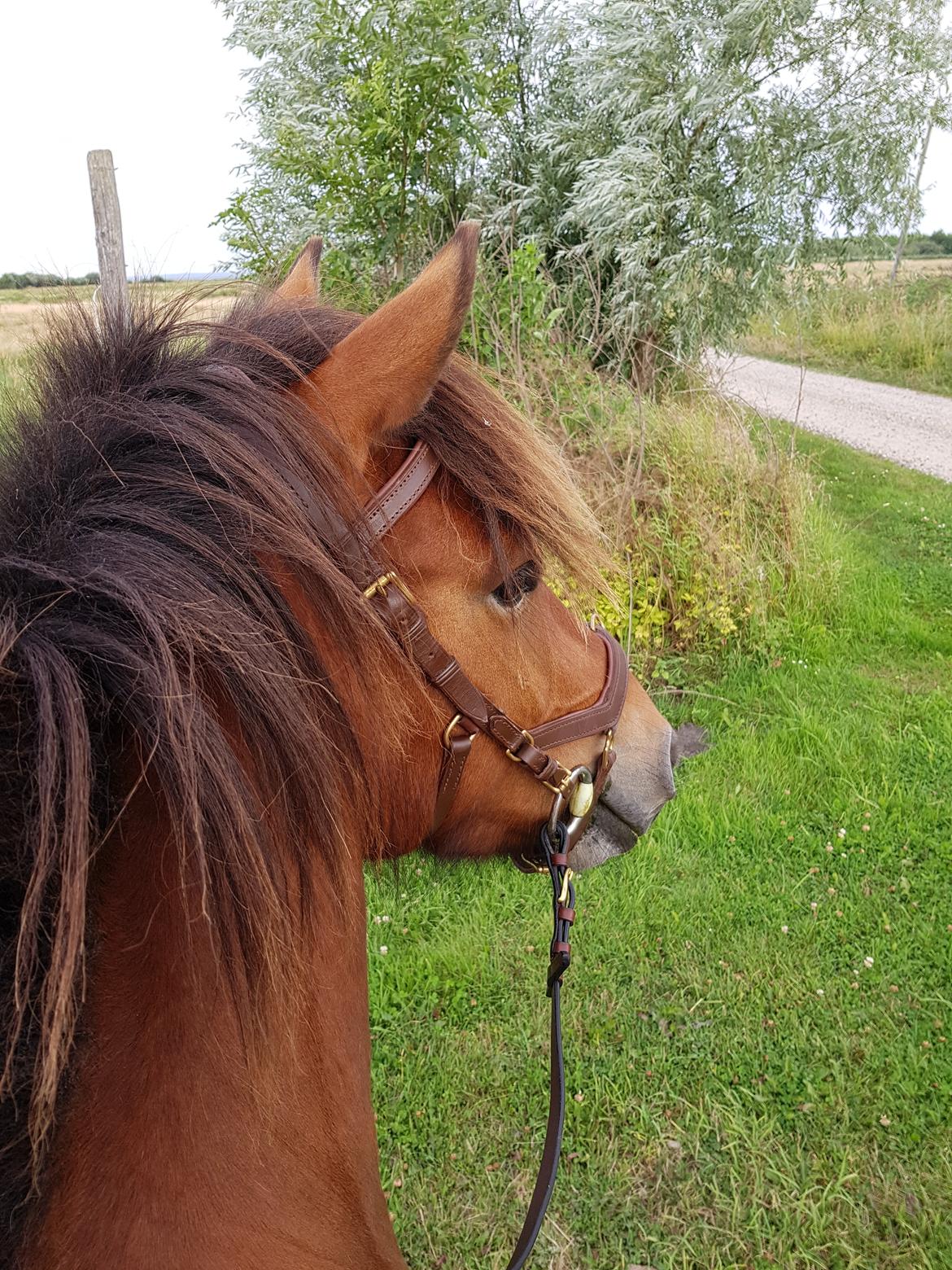 Islænder Sigurdur fra Lindegården SOLGT billede 33