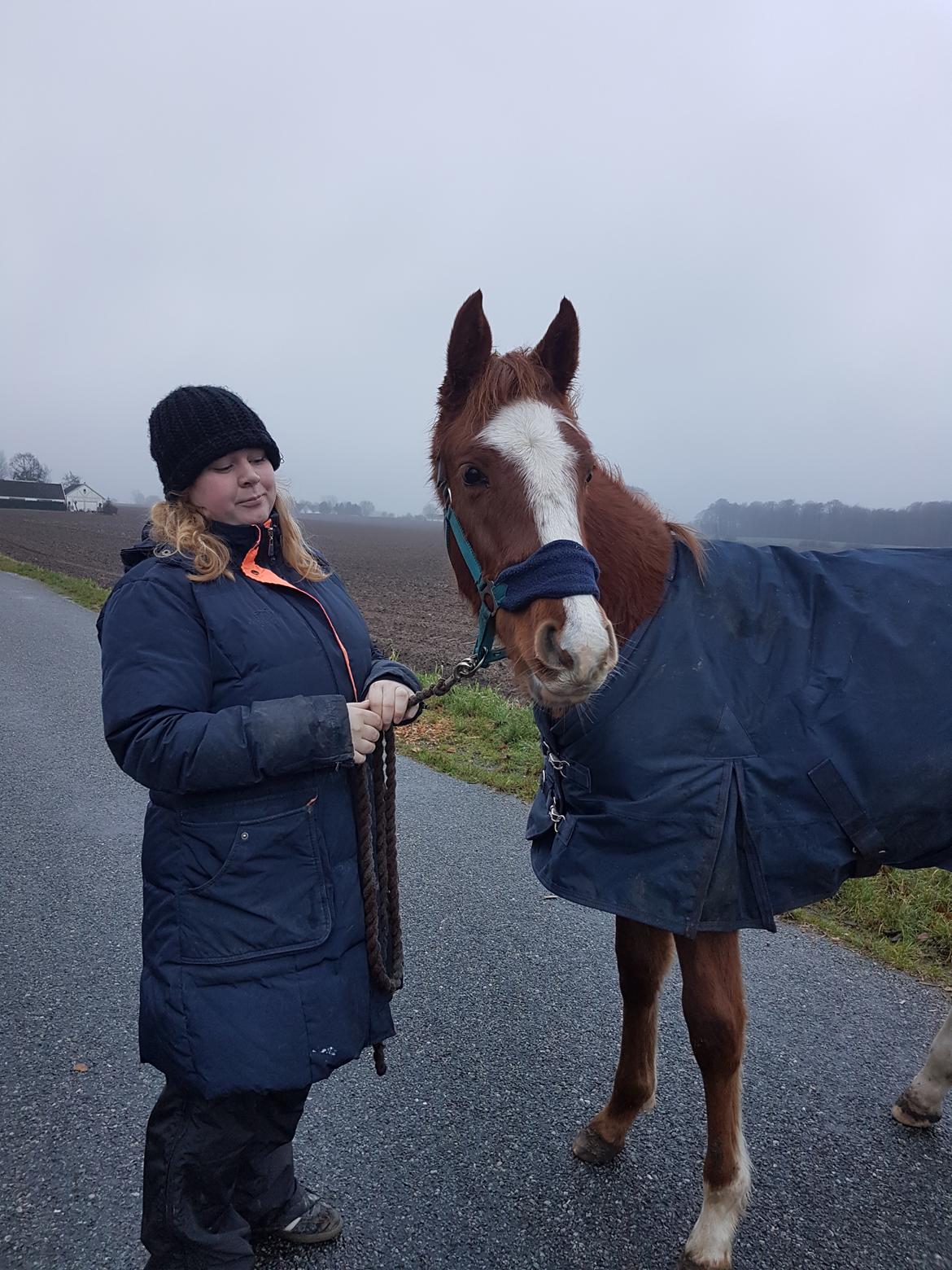 Dansk Varmblod Bazinga 44 billede 17