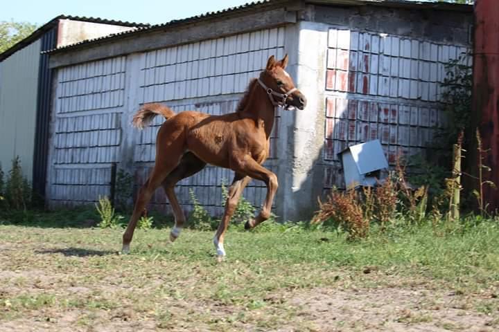 Arabisk fuldblod (OX) Shanzy bint sharifa ox *SOLGT* billede 25