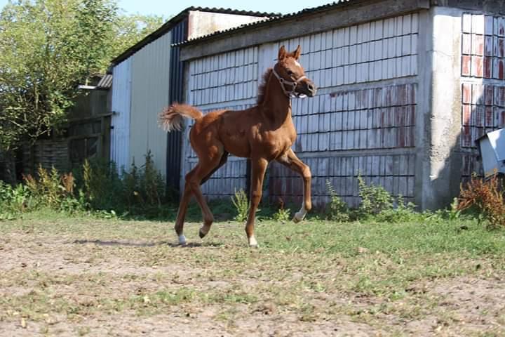 Arabisk fuldblod (OX) Shanzy bint sharifa ox *SOLGT* billede 24