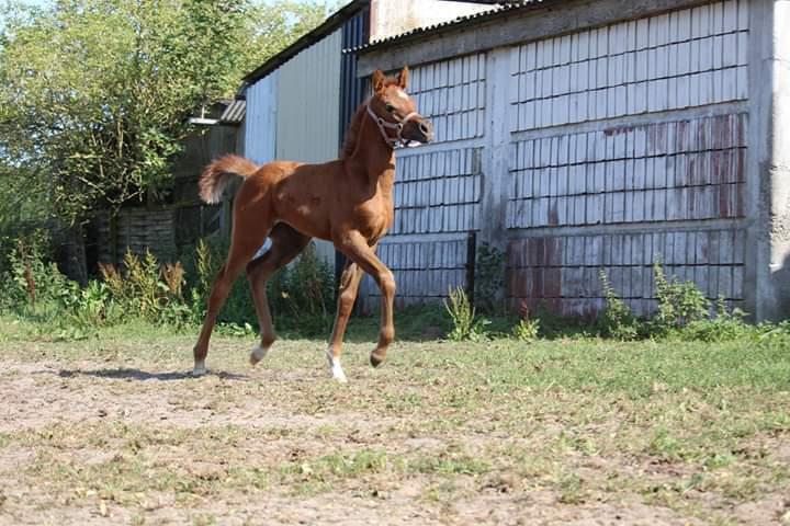 Arabisk fuldblod (OX) Shanzy bint sharifa ox *SOLGT* billede 26