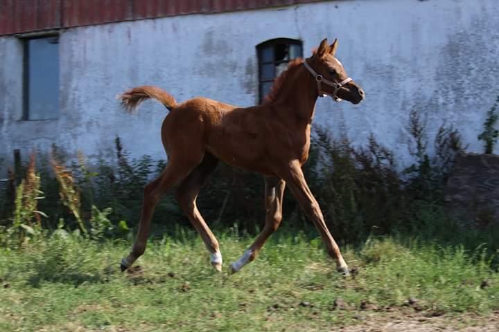 Arabisk fuldblod (OX) Shanzy bint sharifa ox *SOLGT* billede 27