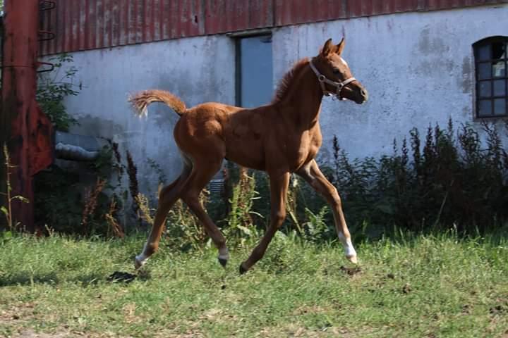 Arabisk fuldblod (OX) Shanzy bint sharifa ox *SOLGT* billede 23