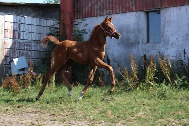 Arabisk fuldblod (OX) Shanzy bint sharifa ox *SOLGT* billede 22