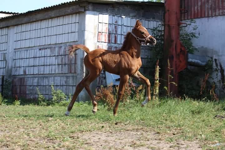 Arabisk fuldblod (OX) Shanzy bint sharifa ox *SOLGT* billede 28