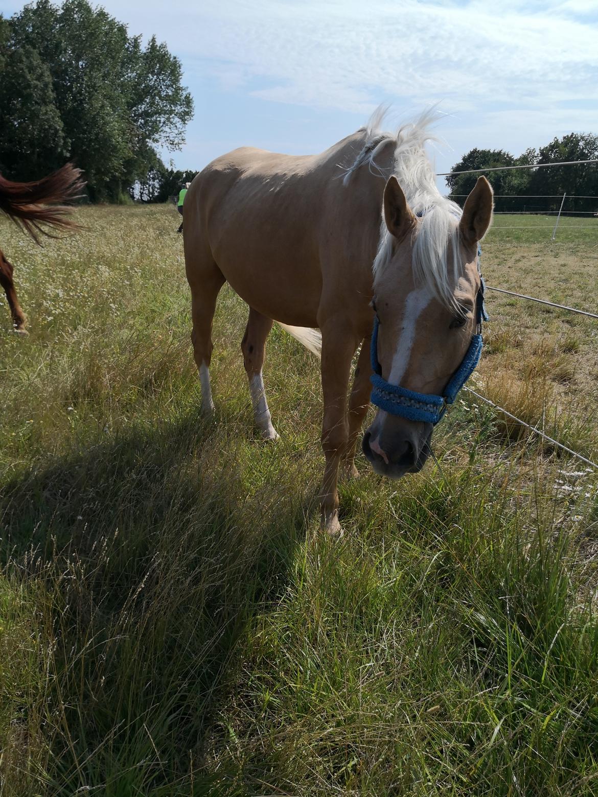 Palomino Højagers aladdin billede 1