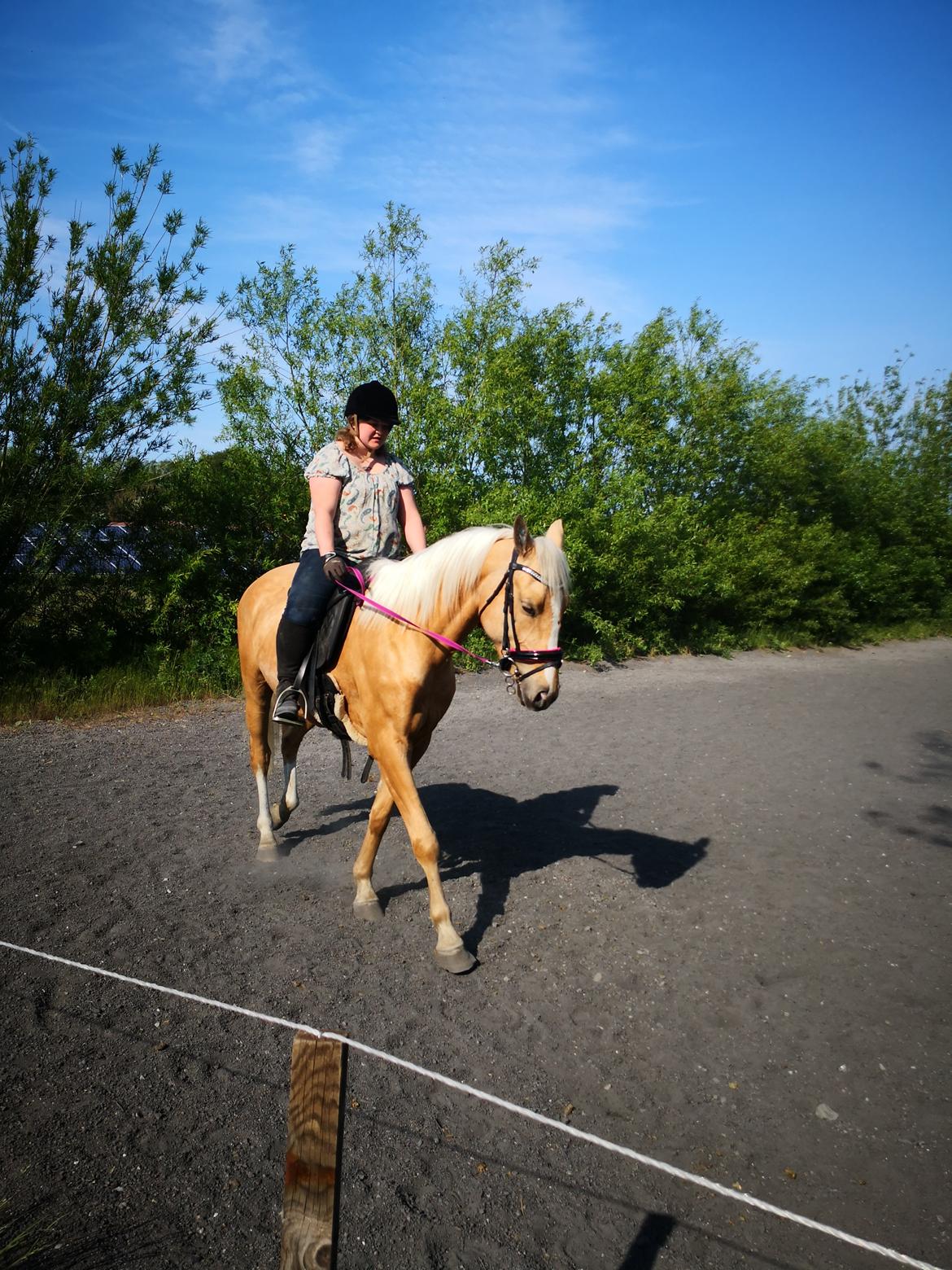 Palomino Højagers aladdin billede 7