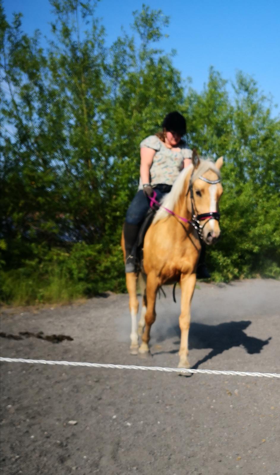 Palomino Højagers aladdin billede 6