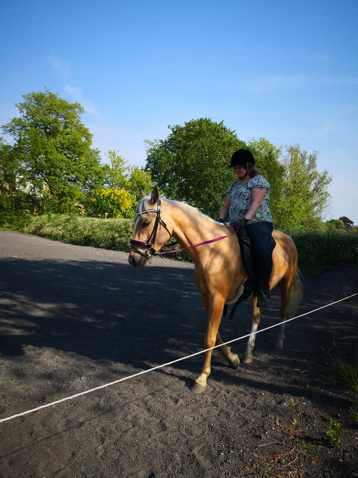 Palomino Højagers aladdin billede 8