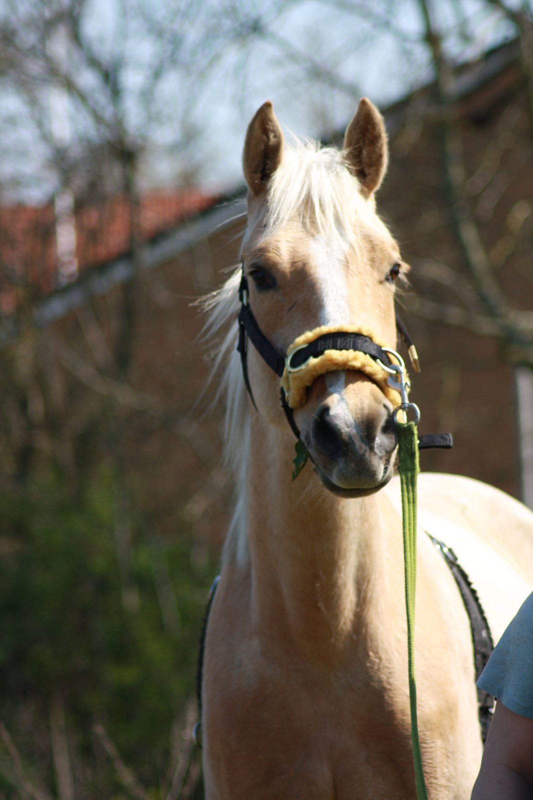 Palomino Højagers aladdin billede 10