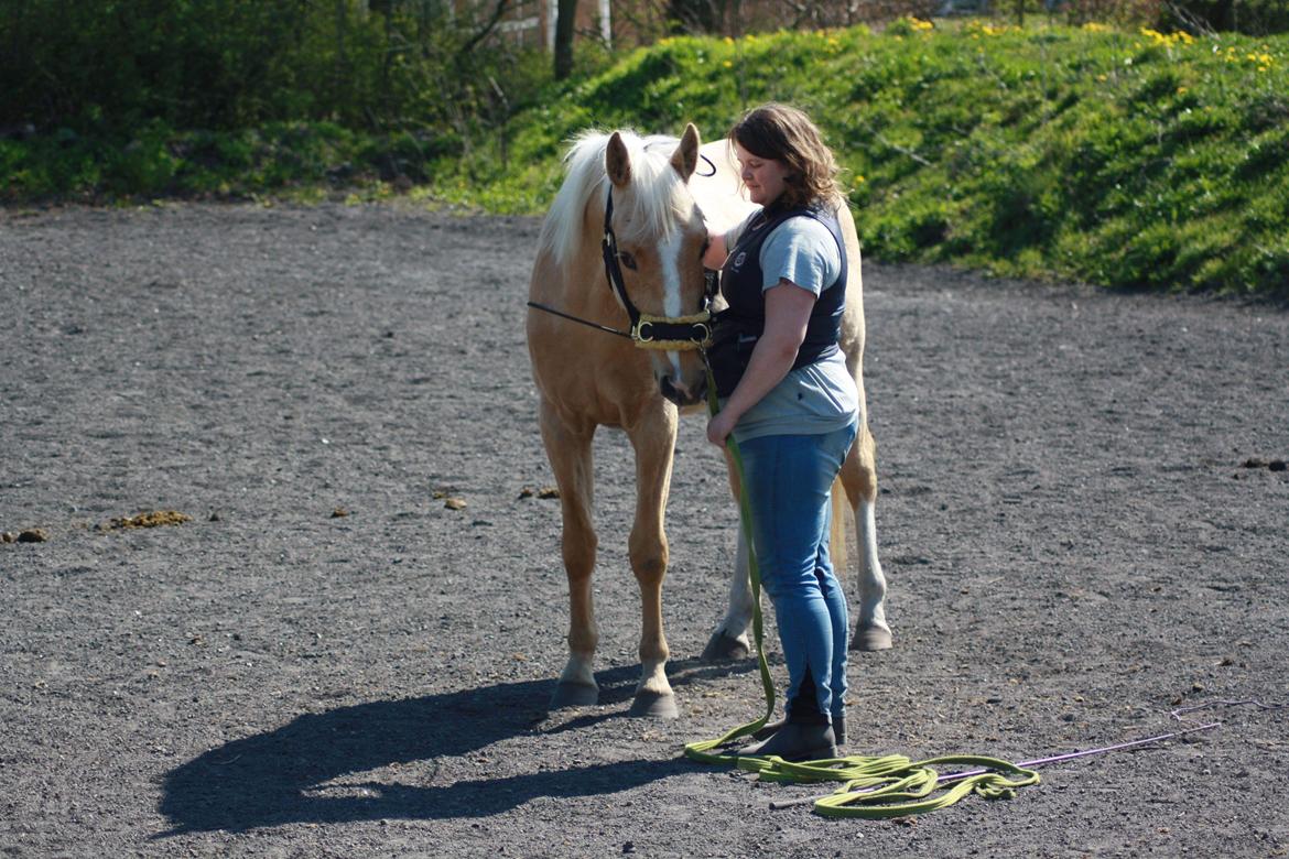 Palomino Højagers aladdin billede 13