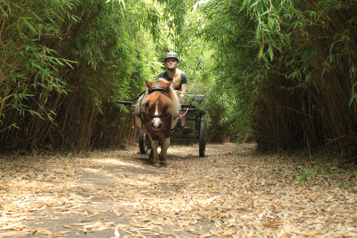 Miniature Bella billede 19